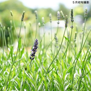 アヴィニョン アーリーブルー （イングリッシュラベンダー） ハーブ苗