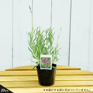 ハーブ ジャーマンカモミール 3号ポット苗 : 苗木部 花ひろば