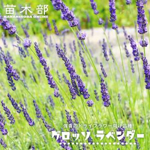 ハーブ グロッソラベンダー（ラバンディン系） 6号白鉢植え 爆買