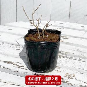 ハーブ 苗 レモンバーベナ 3号ポット苗の詳細画像4