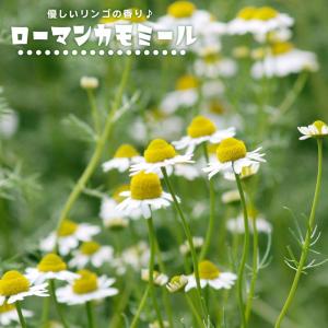 ハーブ ダブルフラワーカモミール 3号ポット苗 : 苗木部 花ひろば