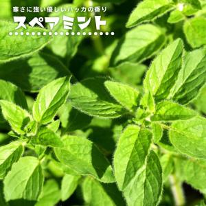 ハーブの苗 スペアミント : 植物・園芸専門店 花育通販Yahoo!店 - 通販