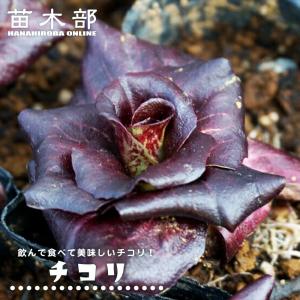 常緑多年草 耐寒性 ハーブ 苗 の商品一覧 花 ガーデニング 通販 Yahoo ショッピング