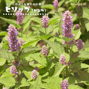 多年草 花 ピンク ハーブ苗 の商品一覧 苗 花 ガーデニング 通販 Yahoo ショッピング