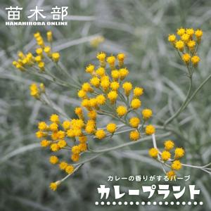 ハーブ 苗 カレープラント 3号ポット苗