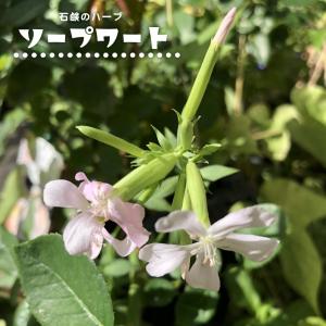 苗木部 花ひろばオンライン 草丈高い 宿根草 Yahoo ショッピング