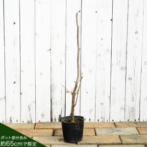 ノッティンガムフルーヒェ ヘーゼルナッツ 1年...の詳細画像2