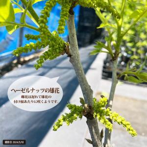 ノッティンガムフルーヒェ ヘーゼルナッツ 1年...の詳細画像4