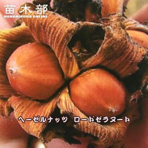 果樹苗 ヘーゼルナッツセット 2種2株 : 花と緑 国華園 - 通販 - Yahoo
