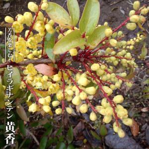 リュウカデンドロン サファリマジック（鉢植え） リューカデンドロン