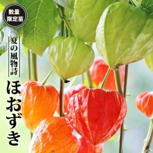 苗木部 花ひろばオンライン ほおずき 一年草 Yahoo ショッピング