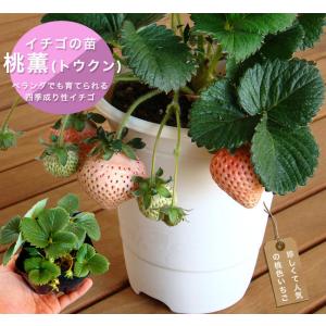 いちご 苗 四季成り性 桃色いちご桃薫 トウクン 3号ポット苗 イチゴ 苺予約販売18年9月 10月以降お届け予定 Bostonathleticclub Com