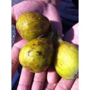 いちじく プレコス 1年生挿し木苗 爆買 : 苗木部 花ひろばオンライン