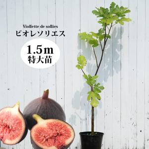 いちじく ホワイトゼノア 3年生大苗 0.9m苗 産地で剪定済 1.0m苗 予約
