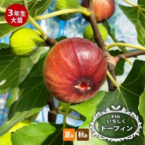 いちじく ロングドゥート （バナーネ） 3年生大苗1.1m苗 予約