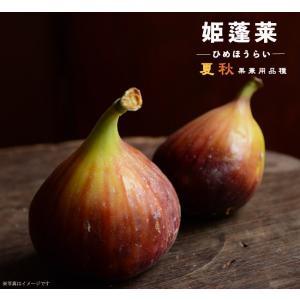 いちじく 姫蓬莱 2年生苗 限定販売 爆買いweek : 苗木部 花ひろば