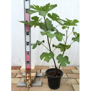 イチジク 苗木 イスラエル 2年生 鉢植え 無花果 果樹 Ichijiku Israeru 苗木部 花ひろばオンライン 通販 Yahoo ショッピング