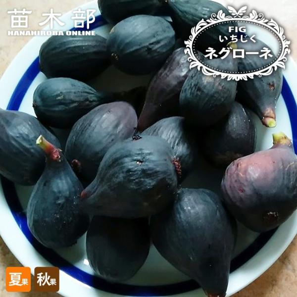 いちじく ネグローネ 1年生 挿し木苗