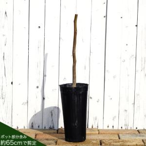 いちじく ネグローネ 1年生 挿し木苗の詳細画像3