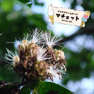 バナナアイスクリームビーン 実生 3号ポット苗 爆買いweek : 苗木部 花