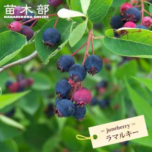 イエロージャボチカバ Plinia glazioviana 実生 3号ポット苗 : 苗木部