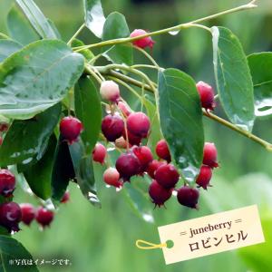 ジューンベリー チーセン ：果樹苗 : 日本花卉ガーデンセンターYahoo