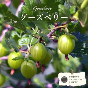 水苔 ニュージーランド産 150g 3個 AAA ニュージーランド ミズゴケ