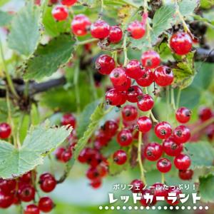 ブラックカーラント 苗木 12cmポット苗 クロフサスグリ 苗 カシス