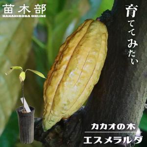 チョコレートの木（カカオ）樹高30〜40センチ程度 ：熱帯果樹苗 : 日本