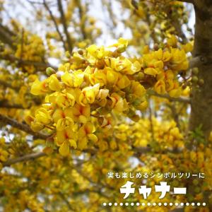ホワイトサポテ セッパー ルーク 1年生 5号ポット苗 : 苗木部 花ひろば