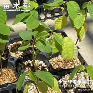 チェリモヤ 実生