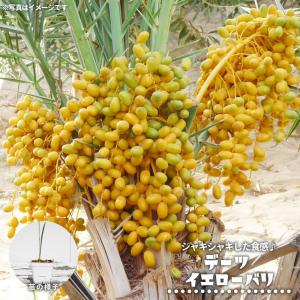 ヤシの木 ブラヘア・アルマータ 実生 ポット苗 爆買 : 苗木部 花ひろば