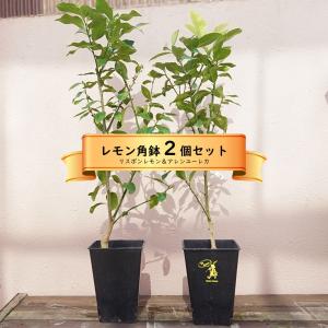 レモンの木 鉢植え 瀬戸内レモン 3年生接木大苗 7号スリット鉢植え
