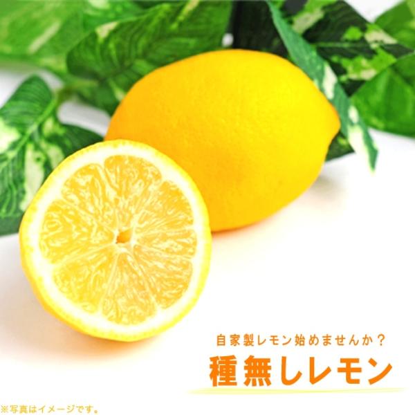 種なしレモンの木 シードレスレモン 2年生 接木苗 5号ロングポット