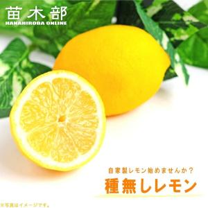 レモン 苗木 【瀬戸内レモン】 3年生 接ぎ木 約1.0m 大苗 : 苗木の専門