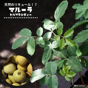ホワイトサポテ セッパー ルーク 1年生 5号ポット苗 : 苗木部 花ひろば