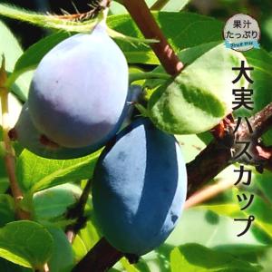大実ハスカップ 4.5号ポット苗