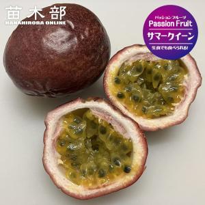 パッションフルーツ イエロー 5号 ポット大苗 : 苗木部 花ひろば