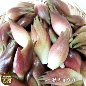 球根 秋みょうが 2株 （植え付け適期 3〜4月、9〜10月）｜hanahirobaonline