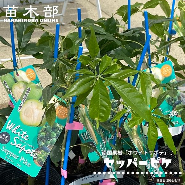 ホワイトサポテ セッパー ピケ 1年生 5号ポット苗