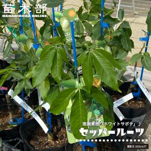 ホワイトサポテ苗 (バーノン種)接木苗 : りゅうか商事 - 通販 - Yahoo