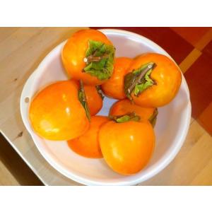 柿の苗木 甘百刄 不完全甘柿 1年生接木苗 : 苗木部 花ひろばオンライン