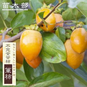 柿の苗木 太秋柿 完全甘柿 3年生接木大苗 1.1m苗 産地で剪定済 : 苗木