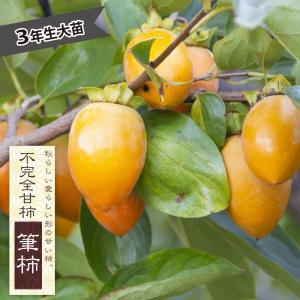 柿の苗木 次郎柿 完全甘柿 3年生接木大苗 1.1m苗 産地で剪定済 予約