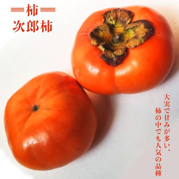 柿の苗木 次郎柿 完全甘柿 1年生接木苗 予約販売11〜12月頃入荷予定