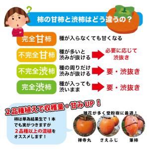 柿の苗木 次郎柿 完全甘柿 1年生接木苗 予約...の詳細画像3