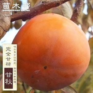 柿の苗木 麗玉 完全甘柿 2年生接木 スリット鉢植え 限定販売 登録品種