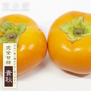超高級レア甘柿新品種！「太豊」２年生 限定販売品！超希少品種高級甘柿品種「太豊2年生」 柿 甘柿
