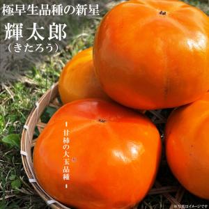 特大サイズの 太秋柿 470 樹高2.2m位 柿の木 ブランド柿 タイシュウガキ 特大サイズの 太秋柿 470 樹高2.2m位 柿の木 ブランド柿 タイシュウガキ