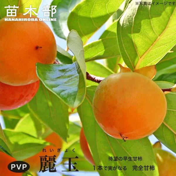 柿の苗木 麗玉 完全甘柿 1年生接木苗 登録品種・品種登録